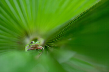 Italian tree frog inside a palm leaf (Hyla intermedia)