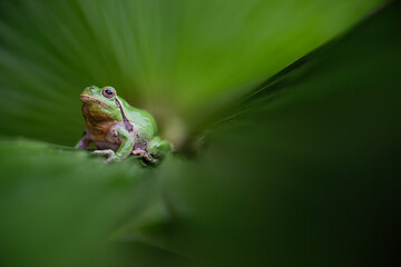 On silhouette, the European tree frog (Hyla arborea)