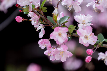 beauty pink Japanese cherry blossoms flower or sakura bloomimg on the tree branch.  Small fresh buds and many petals layer romantic flora in botany garden black background.