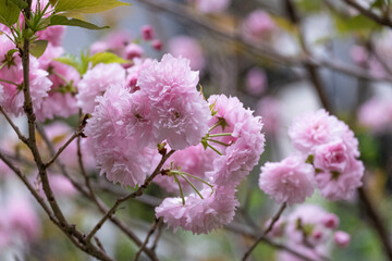beautiful  sweet pink Japanese cherry blossoms flower or sakura bloomimg on the tree branch.  Small fresh buds and many petals layer romantic flora in botany garden.