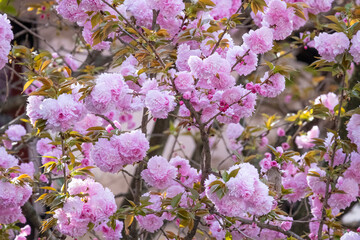 Pink fresh Japanese cherry blossoms beauty flower or sakura bloomimg on the tree branch.  Small fresh buds and many petals layer romantic flora in botany garden.