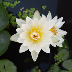White lotus flower with yellow center, top view, pond background, high resolution photography.