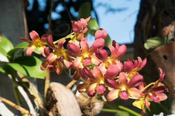A bunch of red and yellow flowers are hanging from a tree. The flowers are in full bloom and are very pretty