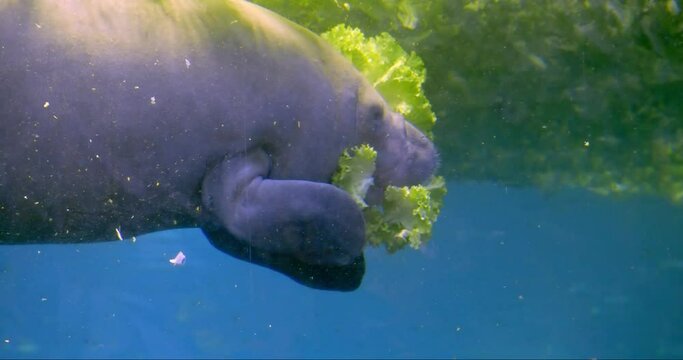 Manatee eating a salad in Beauval zoo equatorial dome, France