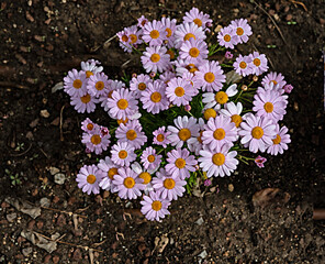 close up  of daisy flowers