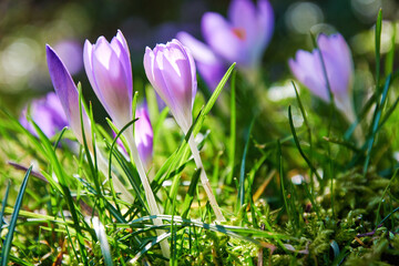 Fresh fragile blossom purple crocus flowers under the sunlight. Springtime snowdrops backgrounds