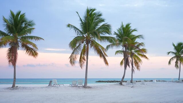 Row of coconut palm trees and empty chaise lounges on the sandy shore of the beach with no people at sunset. Beautiful pink sky and calm sea in the background