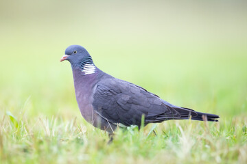 Bird Wood pigeon Columba palumbus, spring time close up, Poland Europe