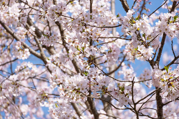 beautiful soft pink Japanese cherry blossoms flower or sakura bloomimg on the tree branch.  Small fresh buds and many petals layer romantic flora in botany garden. isolated on blue sky.