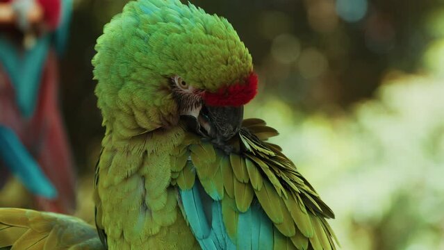 南国の鳥 Images – Browse 53 Stock Photos, Vectors, and Video