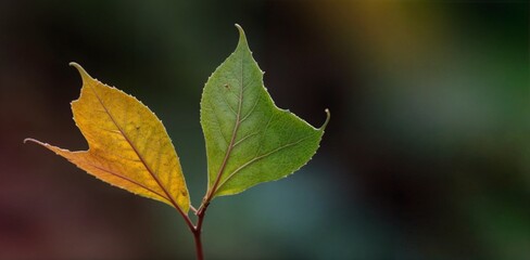 "In a serendipitous moment, a solitary luck leaf appears amidst a blur of colors, inviting you to capture its unique and vibrant beauty."