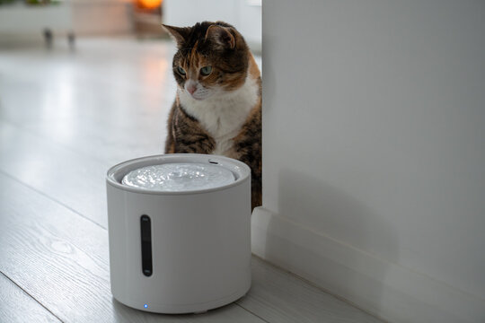 Curious cat sits with smart drinking fountain that owners bought him to prevent urinary tract disease. Modern smart drinker for pets with replaceable filter, water quantity indicator. Pet equipment