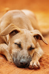 Homeless Red Mixed Breed Dog Resting Sleeping Outdoor On Orange Sand.