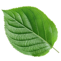 Obraz premium Green apple leaf isolated on transparent background Generative Ai.