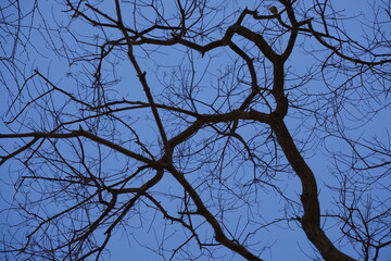 Tree branches against dark blue sky.