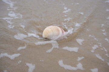 Pink and White Atlantic Giant Cockle on the beach one of the largest shallow-water bivalves.
