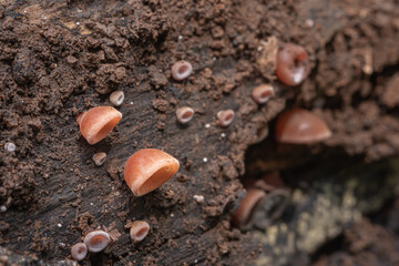 The wood ear fungus grows well on dead wood