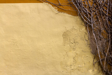 Bare ivy plant spreading on yellow stucco wall