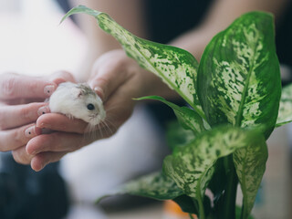 A white Roborovsky hamster in the hands of a girl.