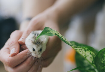 A white Roborovsky hamster in the hands of a girl.