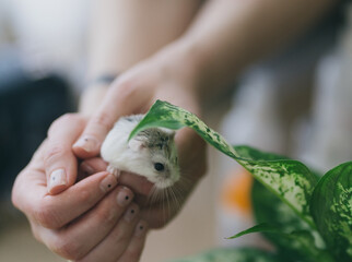 A white Roborovsky hamster in the hands of a girl.