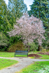 Seatac Garden Cherry Tree 5