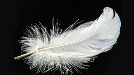 Feather on black background