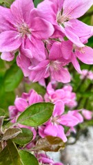 Fototapeta premium Flower buds, flowers and green young leaves on a branch of a blooming apple tree. Close-up of pink buds and blossoms of an apple tree on a blurred background in spring