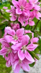 Flower buds, flowers and green young leaves on a branch of a blooming apple tree. Close-up of pink buds and blossoms of an apple tree on a blurred background in spring