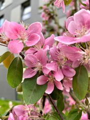 Flower buds, flowers and green young leaves on a branch of a blooming apple tree. Close-up of pink buds and blossoms of an apple tree on a blurred background in spring