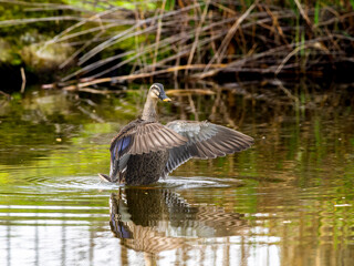 Obraz premium 池で羽ばたくカルガモ