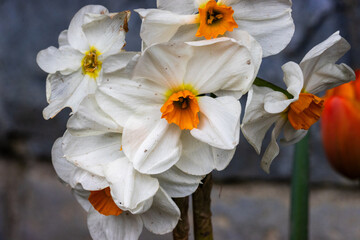 narcissus barrett browning, a Small-cupped daffodil growing in the garden in Belgium