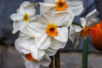 Obraz premium narcissus barrett browning, a Small-cupped daffodil growing in the garden in Belgium