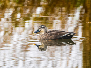 池を泳ぐカルガモ