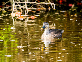 池を泳ぐカルガモ