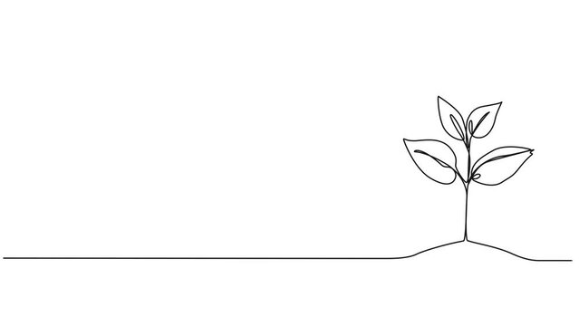 animated continuous single line drawing of small sprout growing out of soil, line art animation
