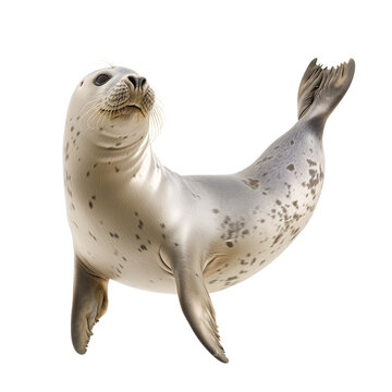 Cute seal swimming pose on isolated background