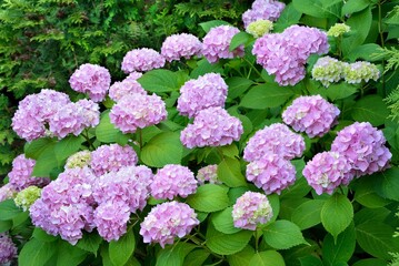 Pink hydrangea macrophylla  Endless Summer  in the garden close-up
