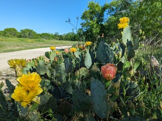 Beautiful Cactus flowers of the bush