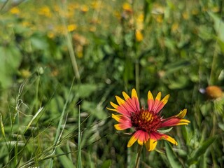 red and yellow flower