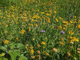 field of yellow Indian Blanket flowers