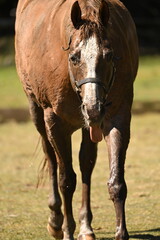 Fototapeta premium Funny horse walking through pasture covered in mud with its tongue sticking out