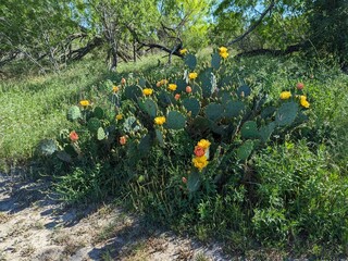 Beautiful Cactus flowers of the bush