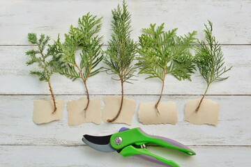 Thuja and juniper twigs for rooting cuttings with sheets of paper for marking plants and pruning...