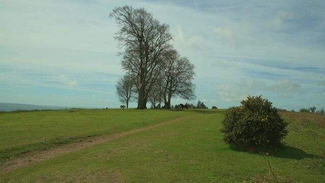 Wild ponies at the Seven Sisters copse on Cothelstone Hill, Quantock Hills, Somerset, England
