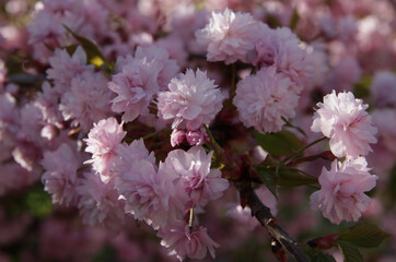 Close-up photo of the branch of light pink cherry tree (sakura) in full bloom illuminated by sunlight against a blurred background	