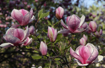 Landscape photo of a branch of flowering magnolia tree with big bright pink and white flowers illuminated by sunlight against a blurred background in the park