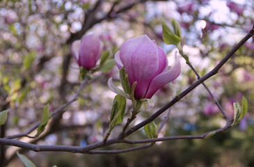 Close-up photo of a branch with white and pink magnolia flower in full bloom on a blurred bokeh...