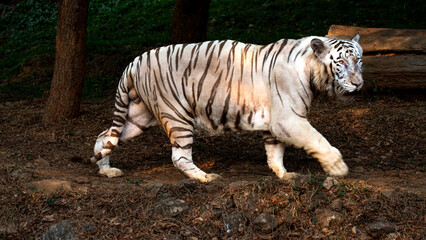 Jungle Symphony: Let Tigers Roar into Your Designs with Adobe Stock Photos