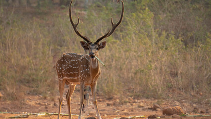 Wild Elegance: Graceful Deer Scenes to Inspire Your Next Project